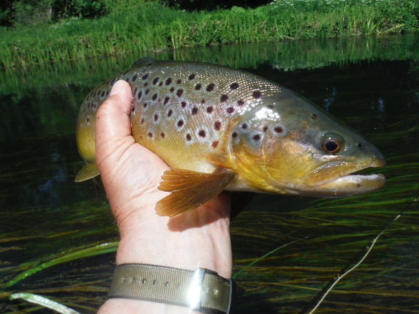 Chalk stream trout